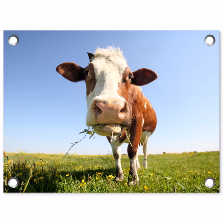 Tuinposter - Koe - Dieren - Bloemen - Gras — 1