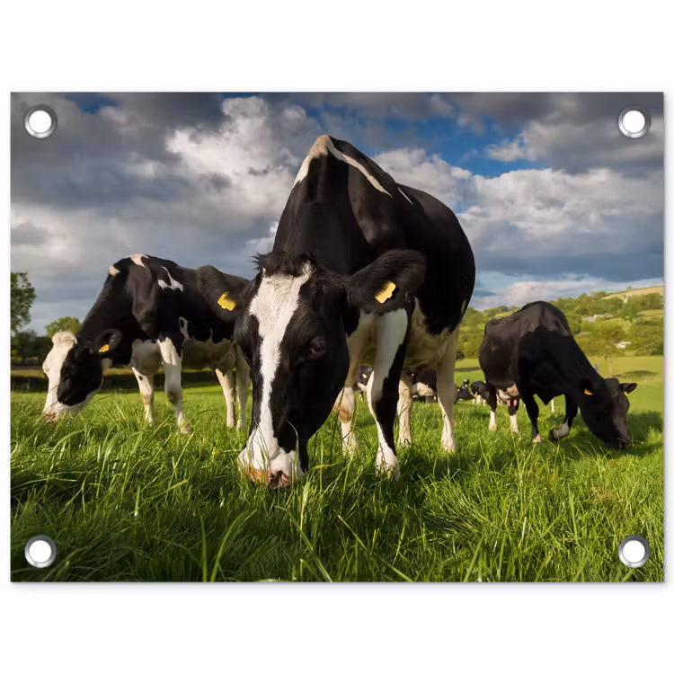Tuinposter - Koeien - Dieren - Gras - Weiland - Boerderij — 1