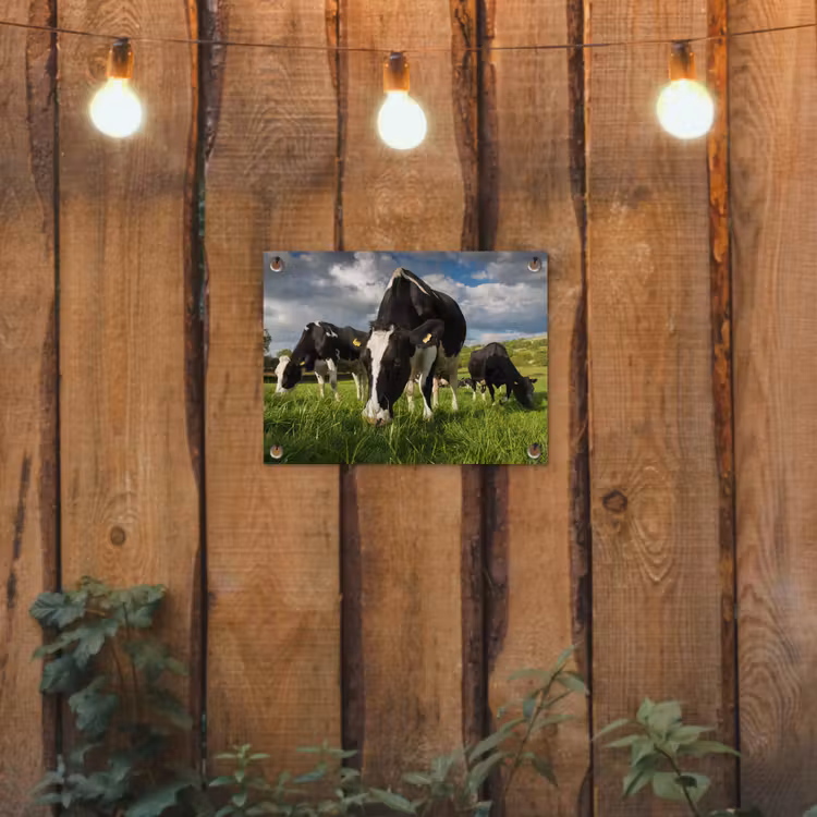 Tuinposter - Koeien - Dieren - Gras - Weiland - Boerderij — 2