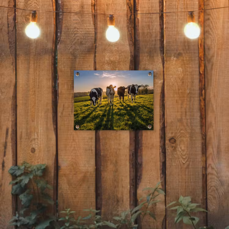 Tuinposter - Koeien - Zon - Gras - Dieren - Boerderij — 2