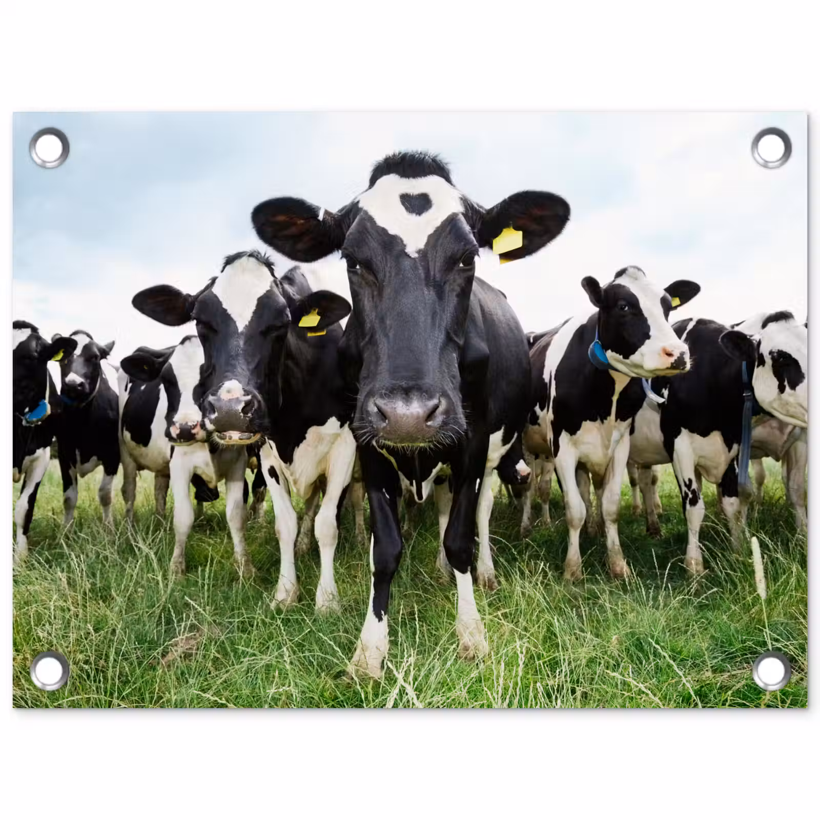 Tuinposter - Nieuwsgierige koeien — 1