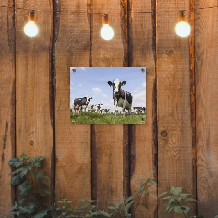 Tuinposter - Koeien - Gras - Dieren - Zon - Boerderij — 2