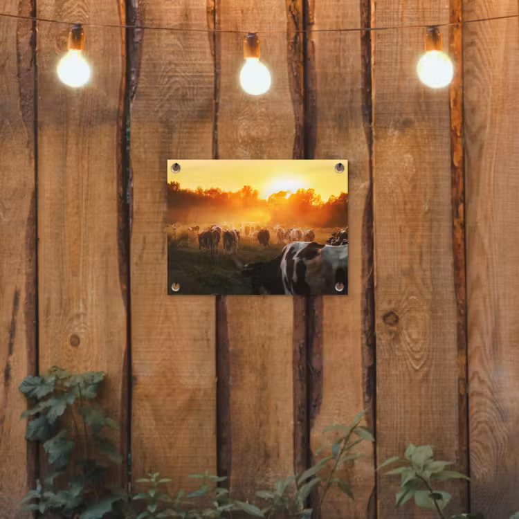 Tuinposter - Koeien - Zonsondergang - Weiland - Dieren — 2