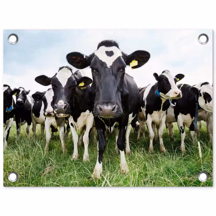 Tuinposter - Nieuwsgierige koeien — 1