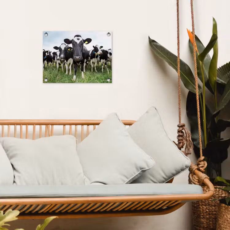Tuinposter - Nieuwsgierige koeien — 5