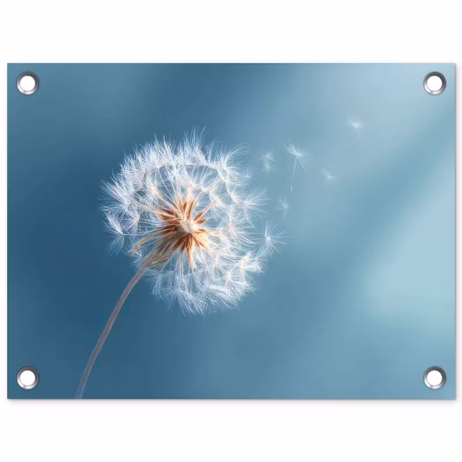 Tuinposter - Paardenbloem - Wind - Blauw — 1