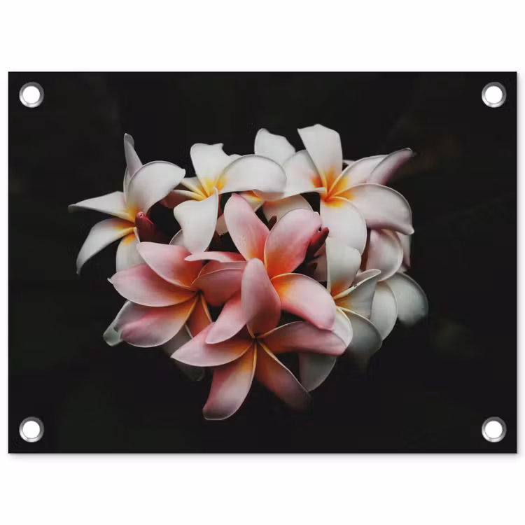 Tuinposter - Bloemen - Roze - Zwart - Flora - Botanisch — 1