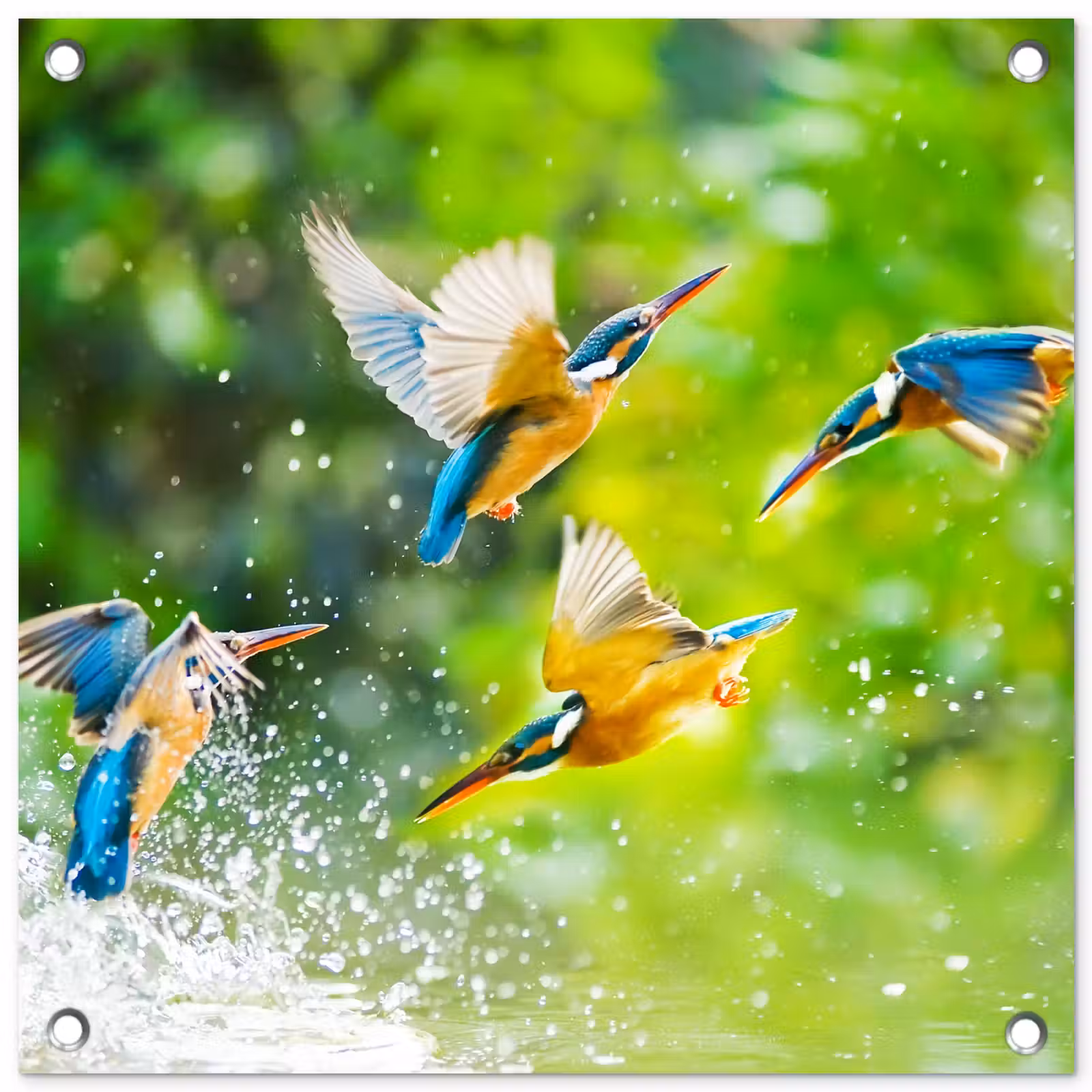 Tuinposter - IJsvogels vliegen in het water — 1