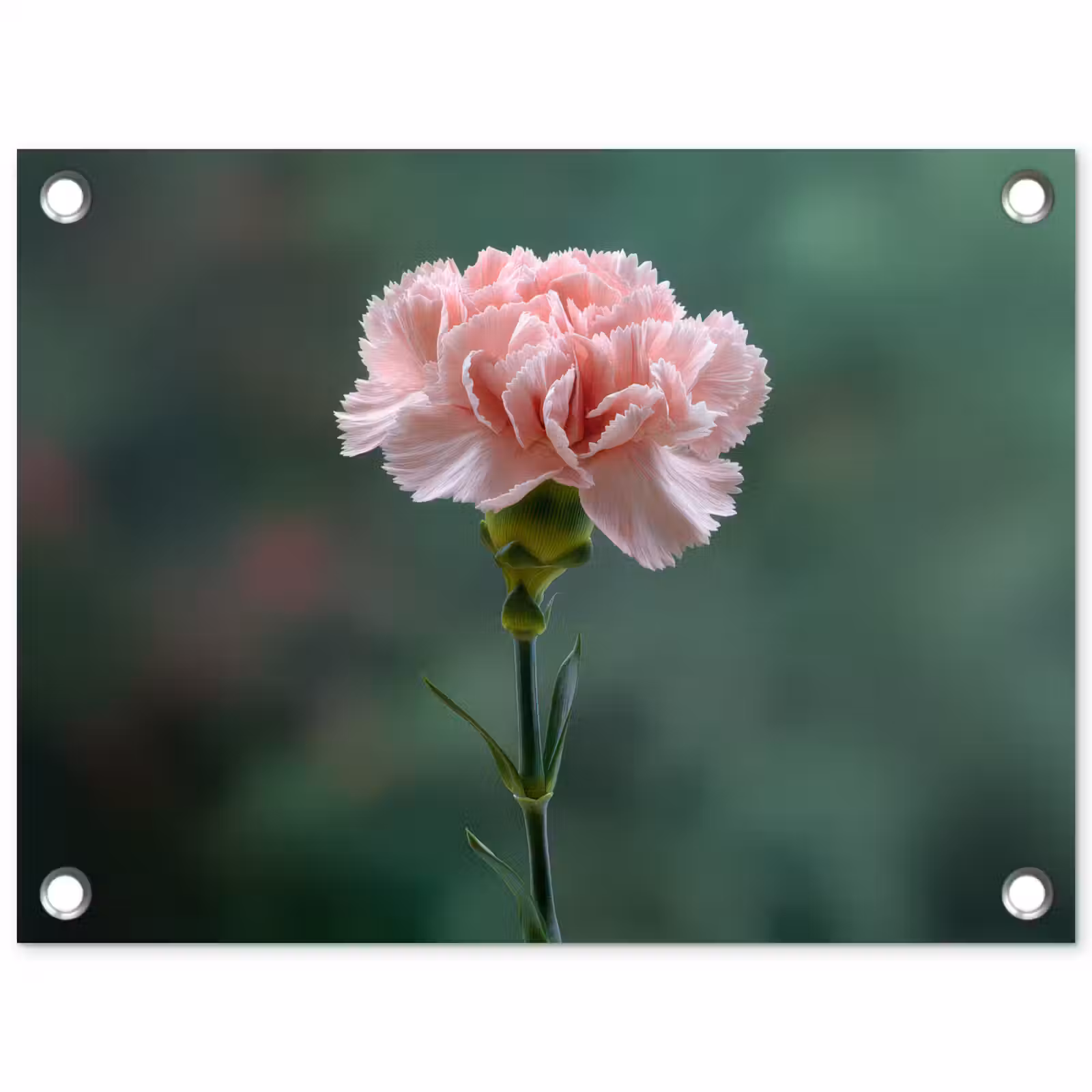 Tuinposter - Anjer - Roze - Bloemblaadjes — 1