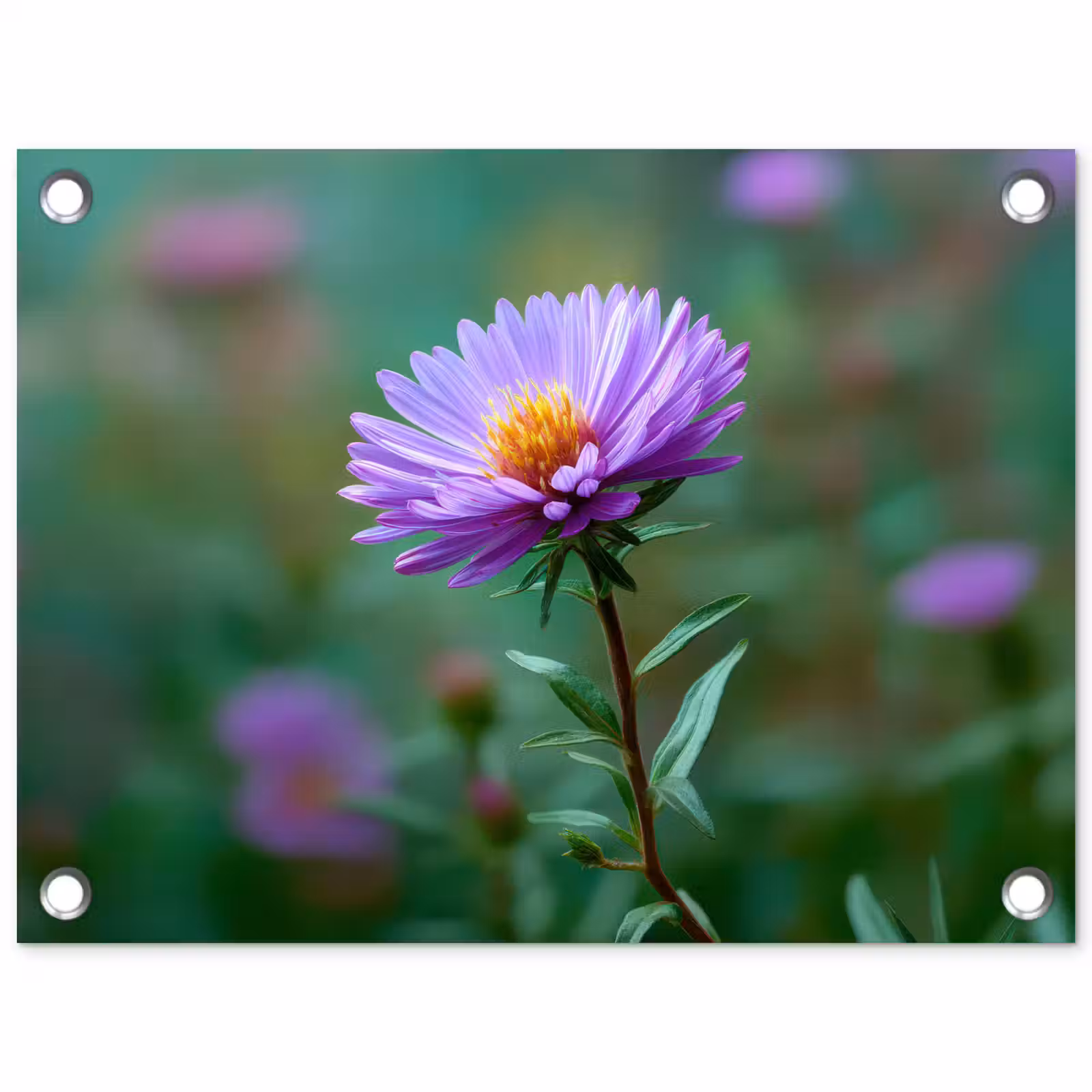 Tuinposter - Aster - Paars - Bloem - Blaadjes — 1