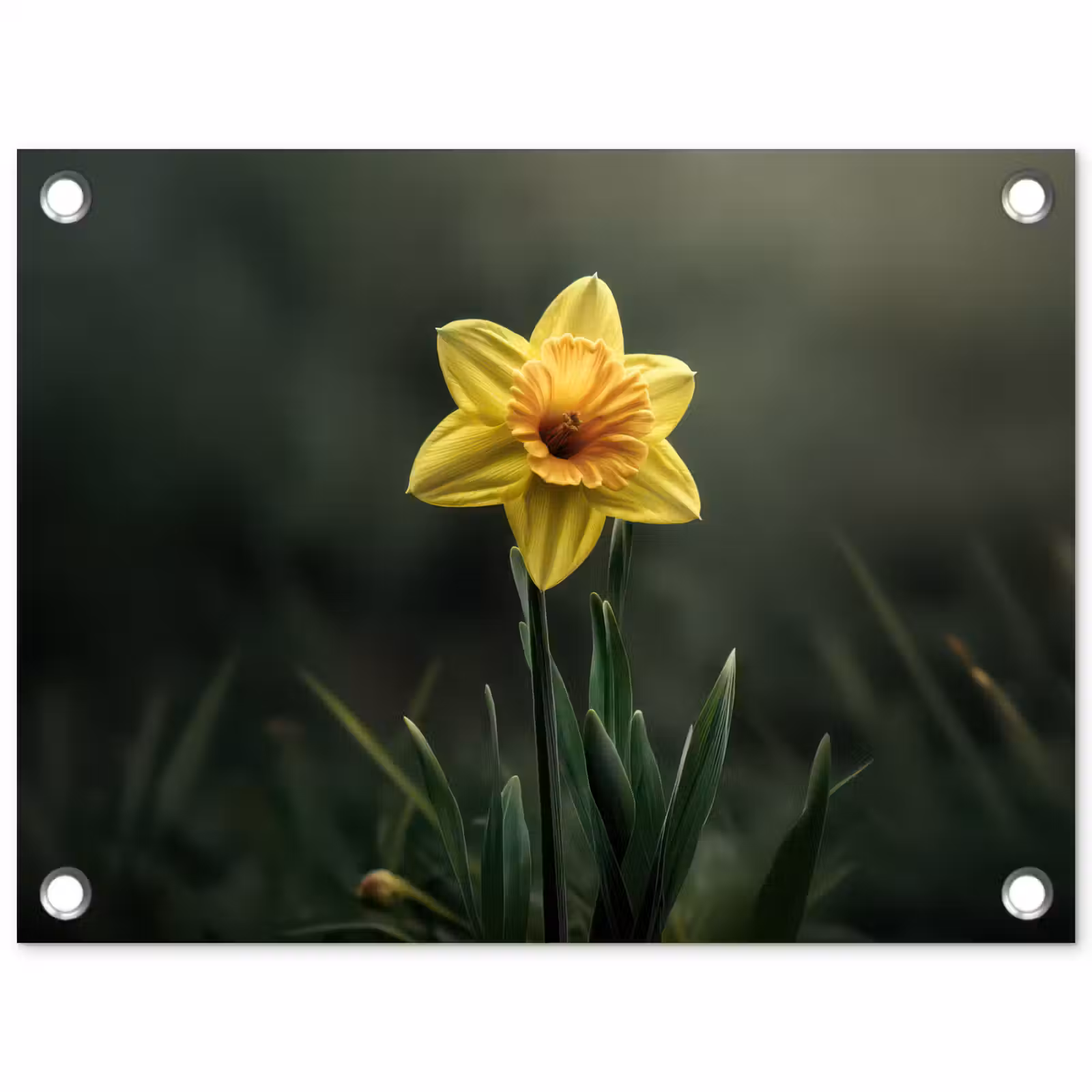 Tuinposter - Bloem - Narcis - Gras - Geel — 1