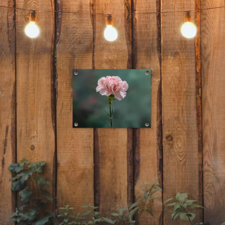 Tuinposter - Anjer - Roze - Bloemblaadjes — 2