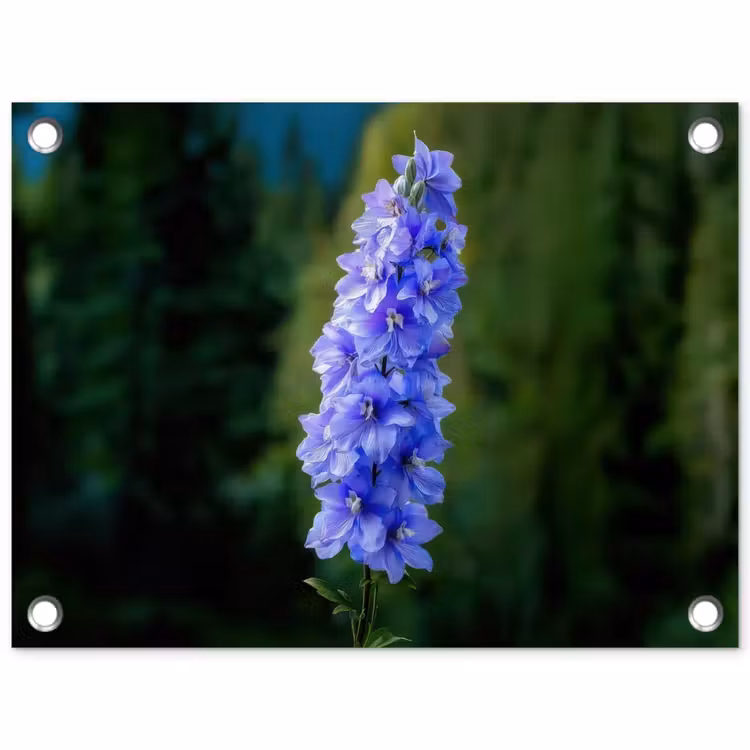 Tuinposter - Bloemen - Blauw - Dennenboom — 1