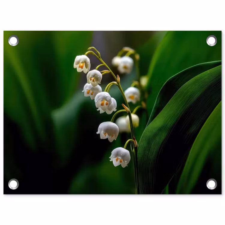 Tuinposter - Bloemen - Wit - Bladeren - Lelietjes — 1