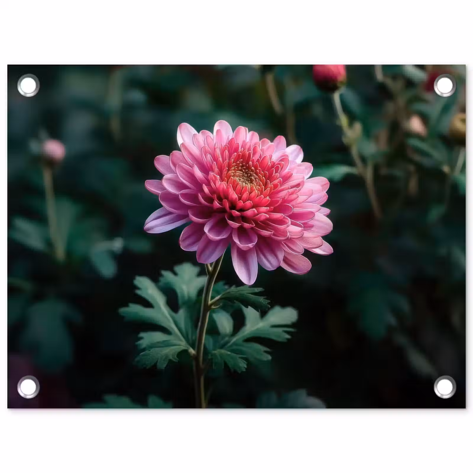 Tuinposter - Blad - Chrysant - Roze - Schaduw — 1