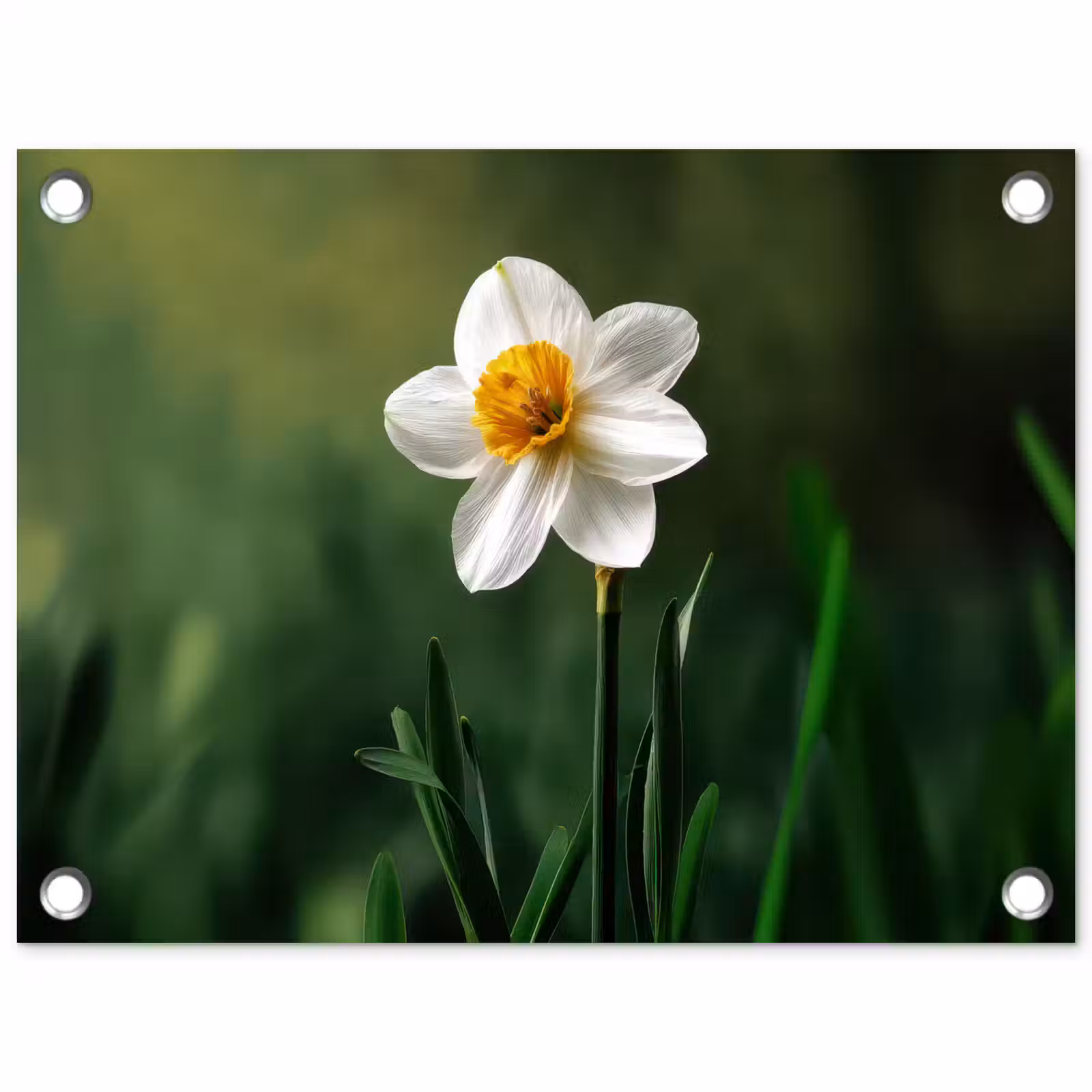 Tuinposter - Narcis - Bloem - Wit - Grassprieten — 1