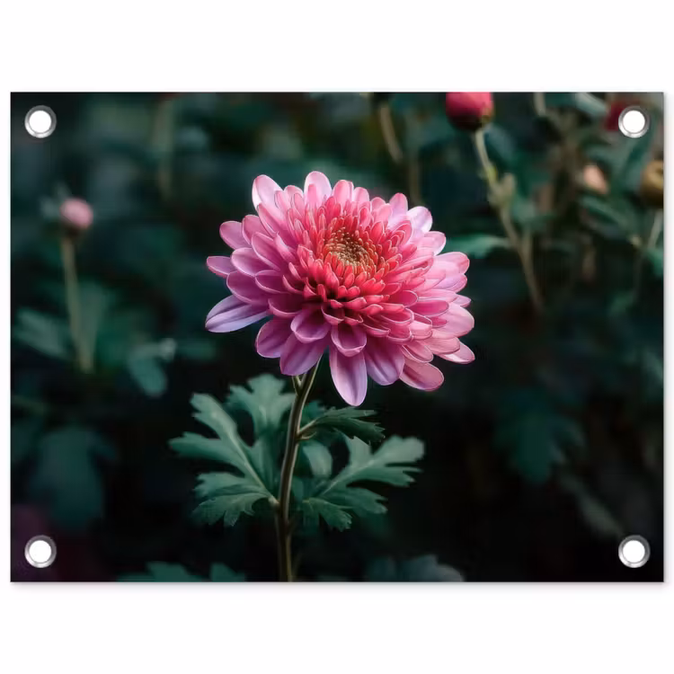 Tuinposter - Blad - Chrysant - Roze - Schaduw — 1