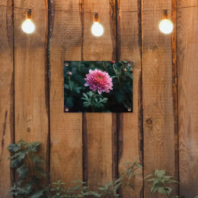 Tuinposter - Blad - Chrysant - Roze - Schaduw — 2