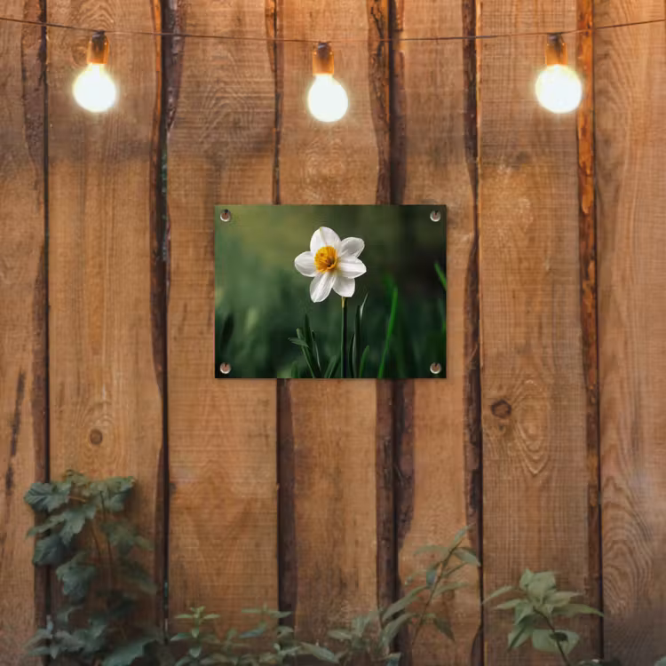 Tuinposter - Narcis - Bloem - Wit - Grassprieten — 2