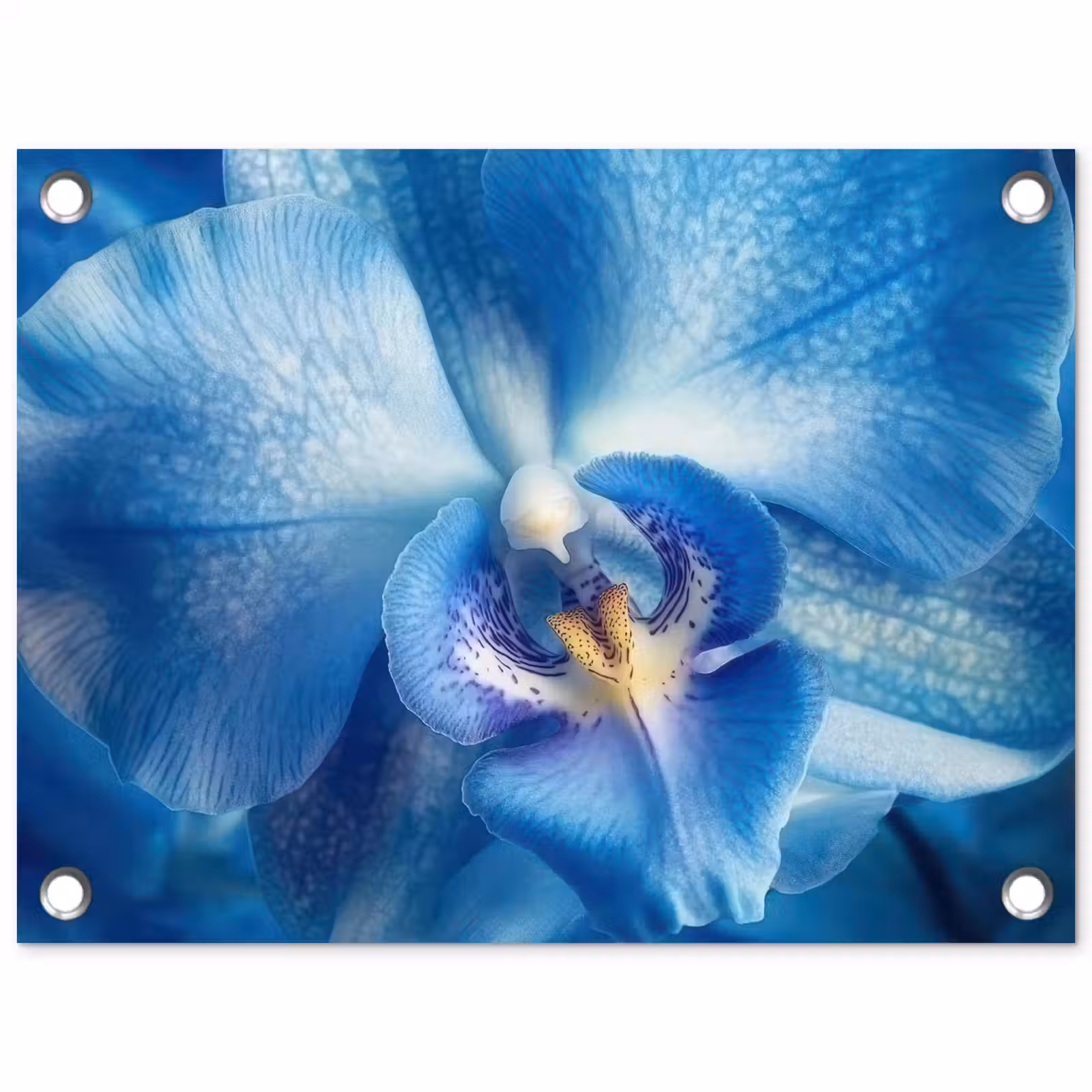 Tuinposter - Blauw - Orchidee - Elegeant — 1
