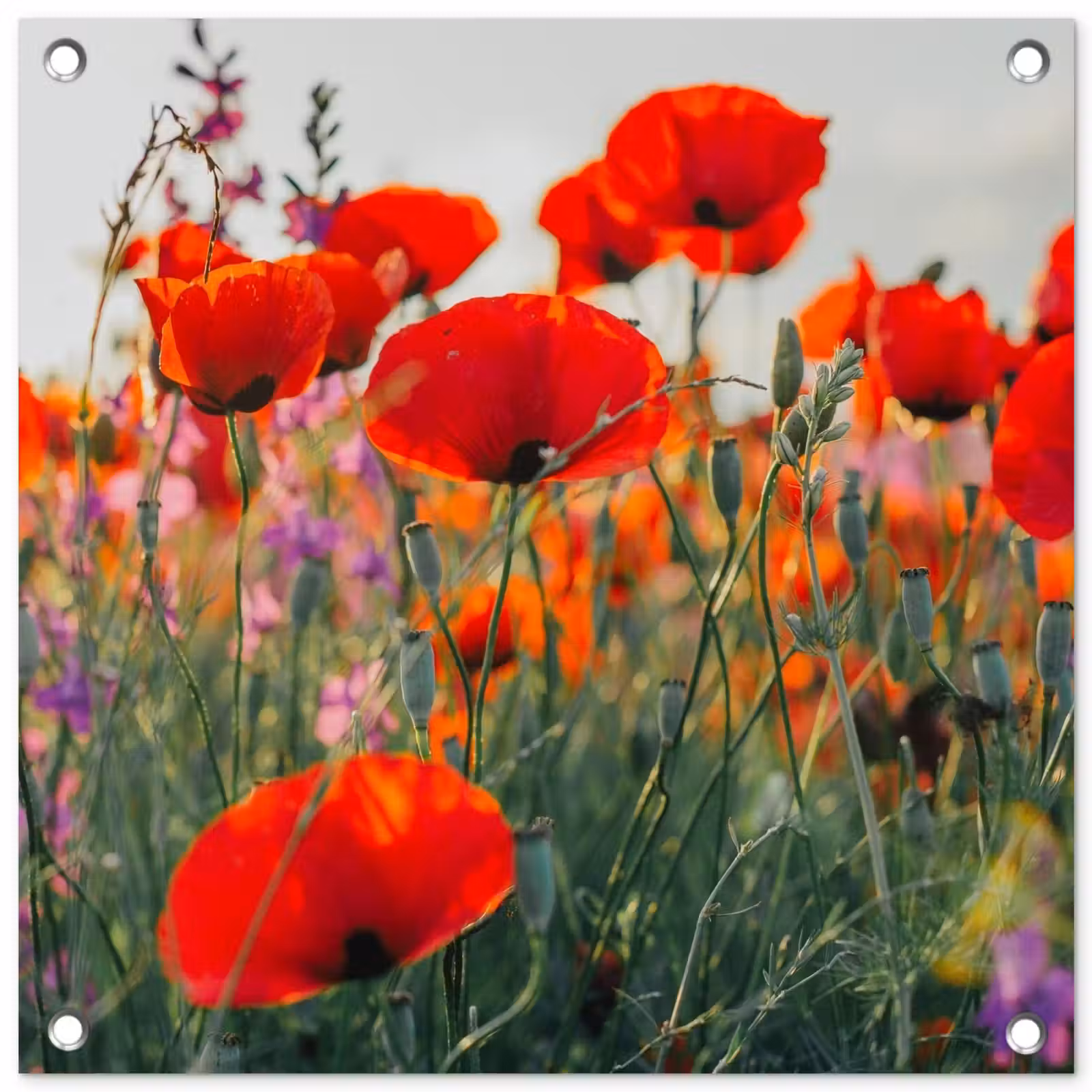 Tuinposter - Bloeipracht van Klaprozen — 1