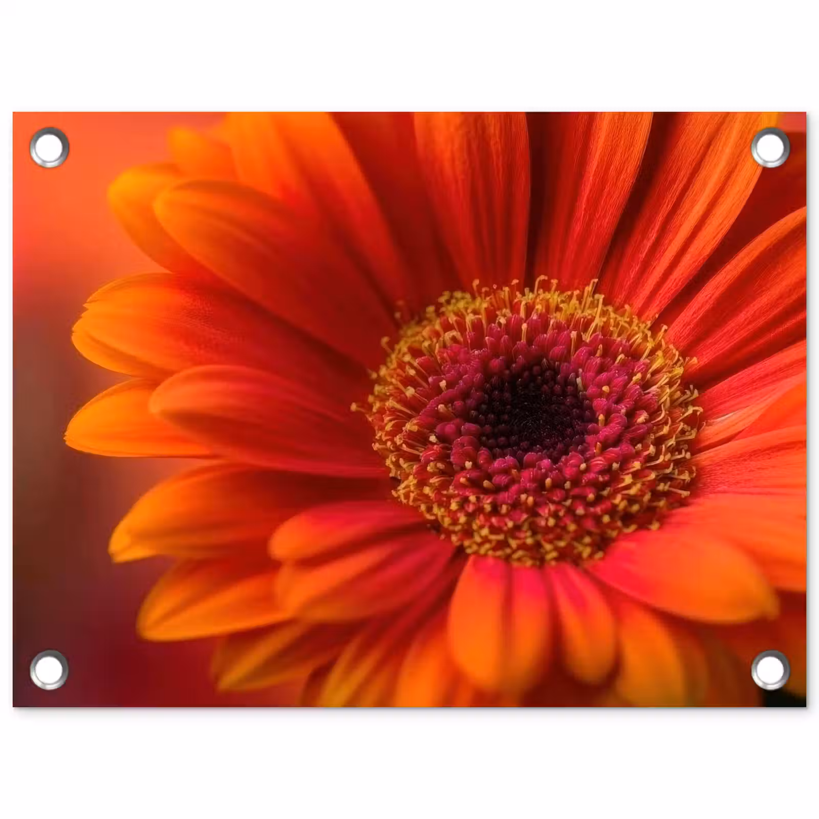 Tuinposter - Oranje - Gerbera - Intens — 1