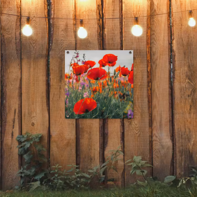 Tuinposter - Bloeipracht van Klaprozen — 2