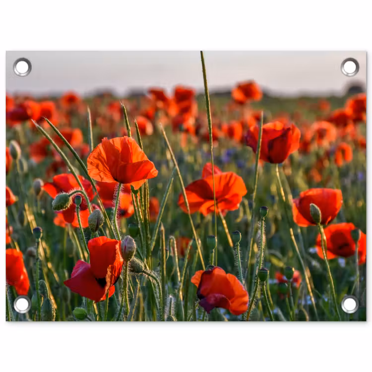 Tuinposter - Bloemen - Klaprozen - Natuur - Rood — 1