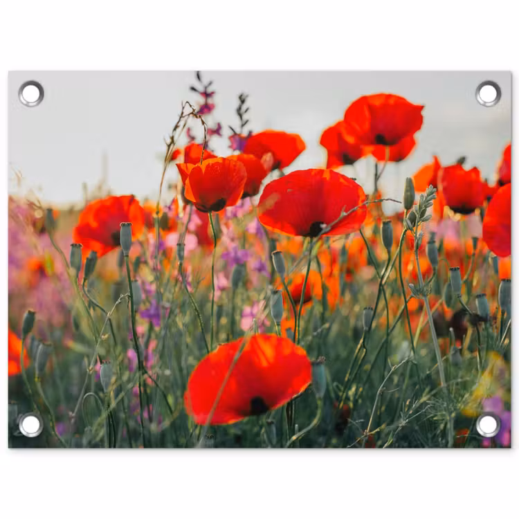 Tuinposter - Klaproos - Bloemen - Rood - Paars - Weide — 1