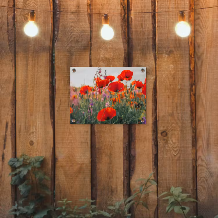 Tuinposter - Klaproos - Bloemen - Rood - Paars - Weide — 2