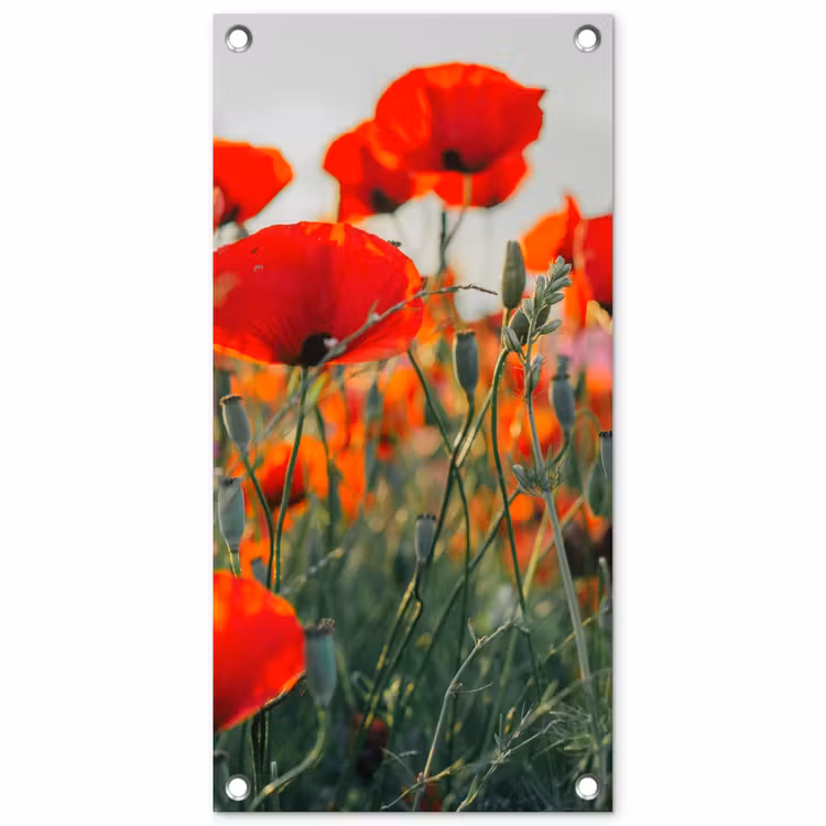 Tuinposter - Klaprozen in close-up bij zonsondergang — 1