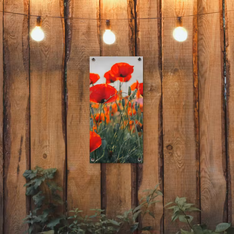 Tuinposter - Klaprozen in close-up bij zonsondergang — 2