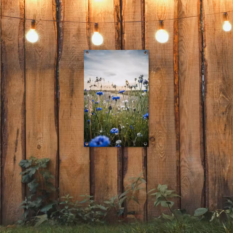 Tuinposter - Korenbloemen bij zonsondergang — 2