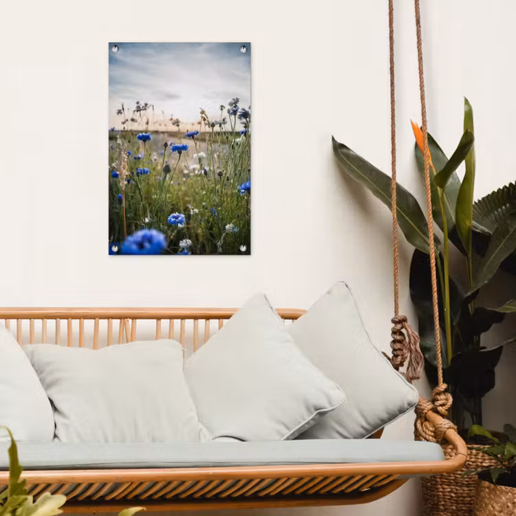 Tuinposter - Korenbloemen bij zonsondergang — 5