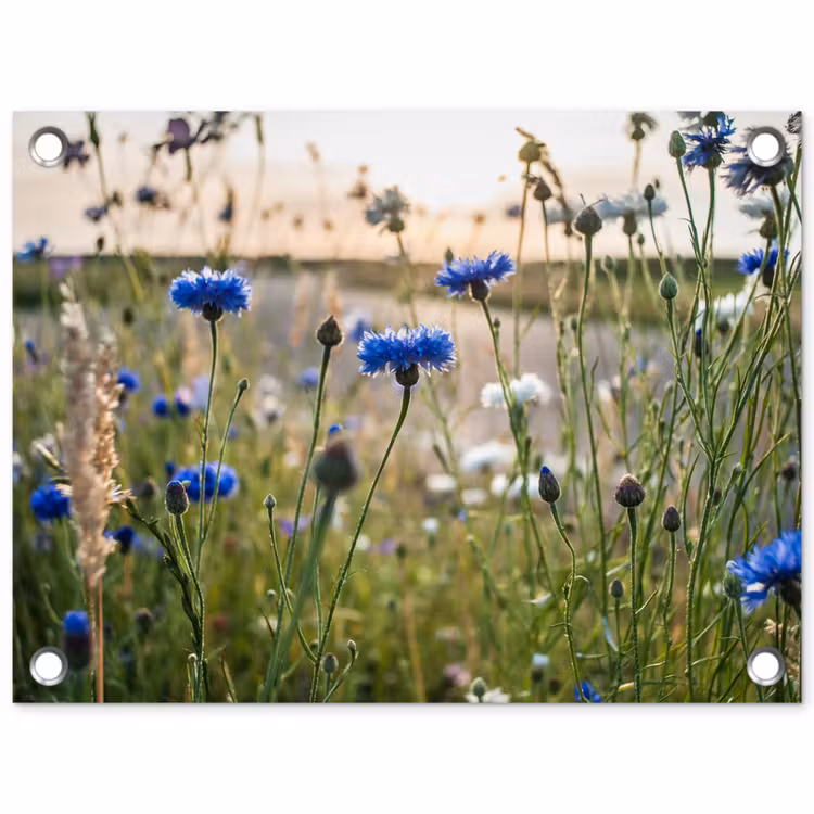 Tuinposter - Korenbloemen in het avondlicht — 1