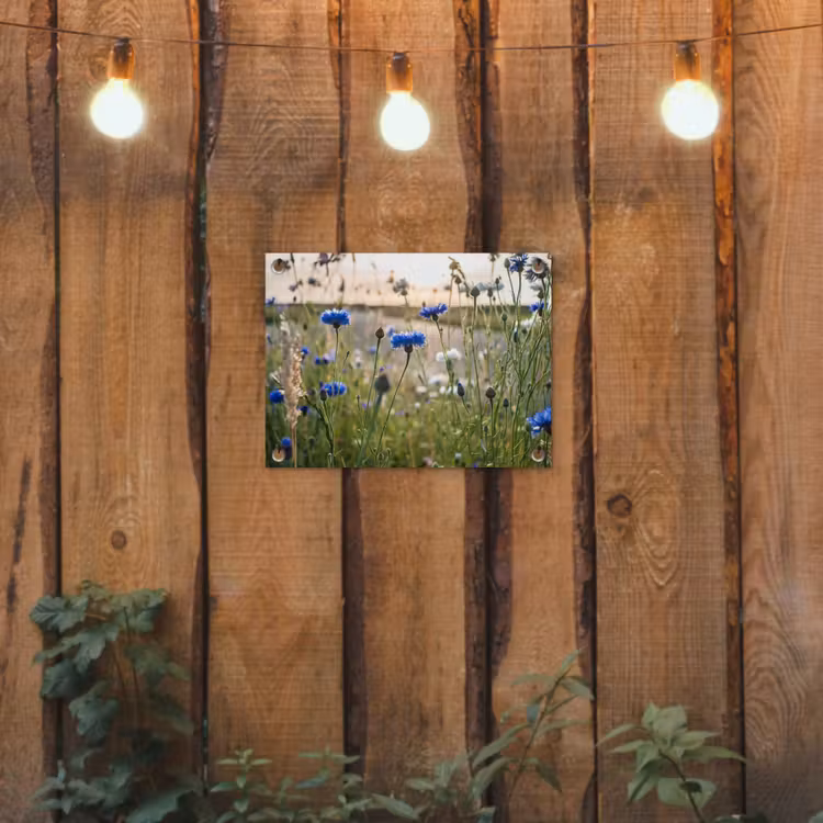 Tuinposter - Korenbloemen in het avondlicht — 2