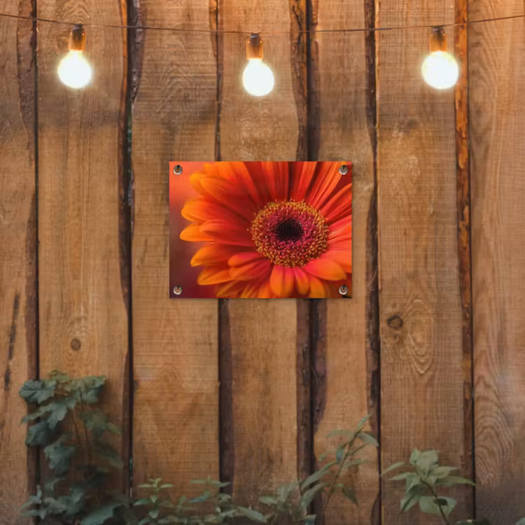 Tuinposter - Oranje - Gerbera - Intens — 2
