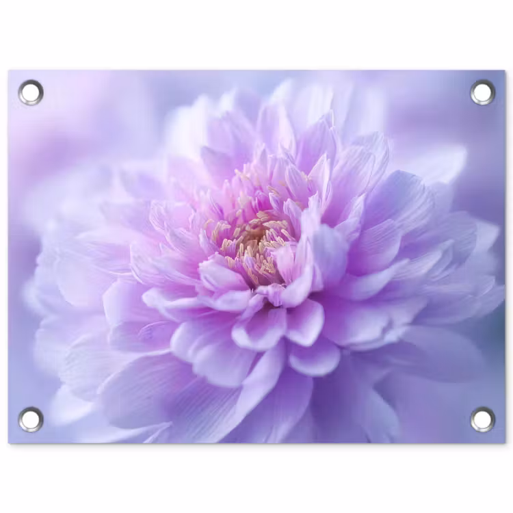 Tuinposter - Paars - Dahlia - Dromerig — 1