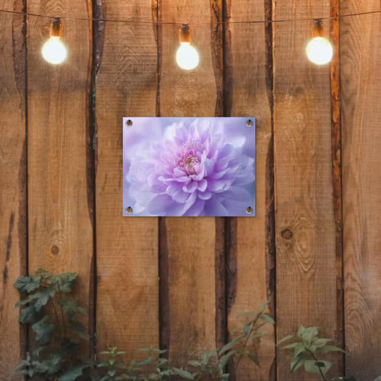 Tuinposter - Paars - Dahlia - Dromerig — 2