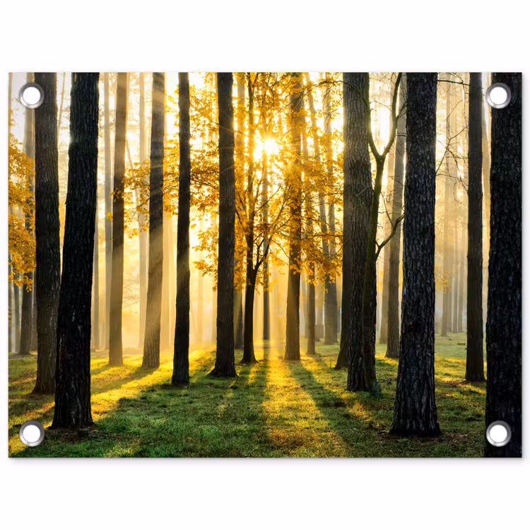 Tuinposter - Bos - Zon - Bomen - Gras - Landschap - Natuur — 1
