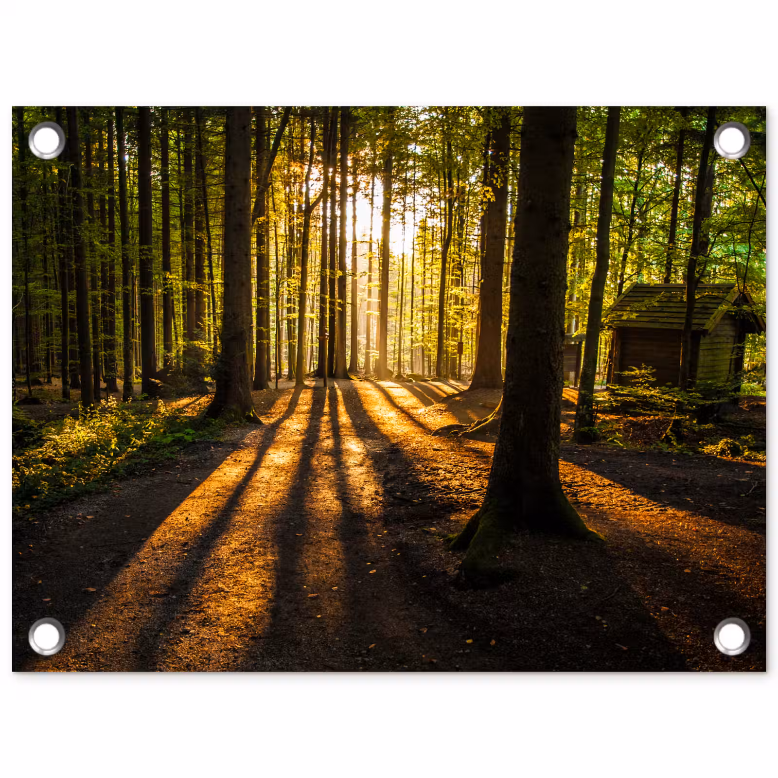 Tuinposter - Avondlicht in het bos — 1