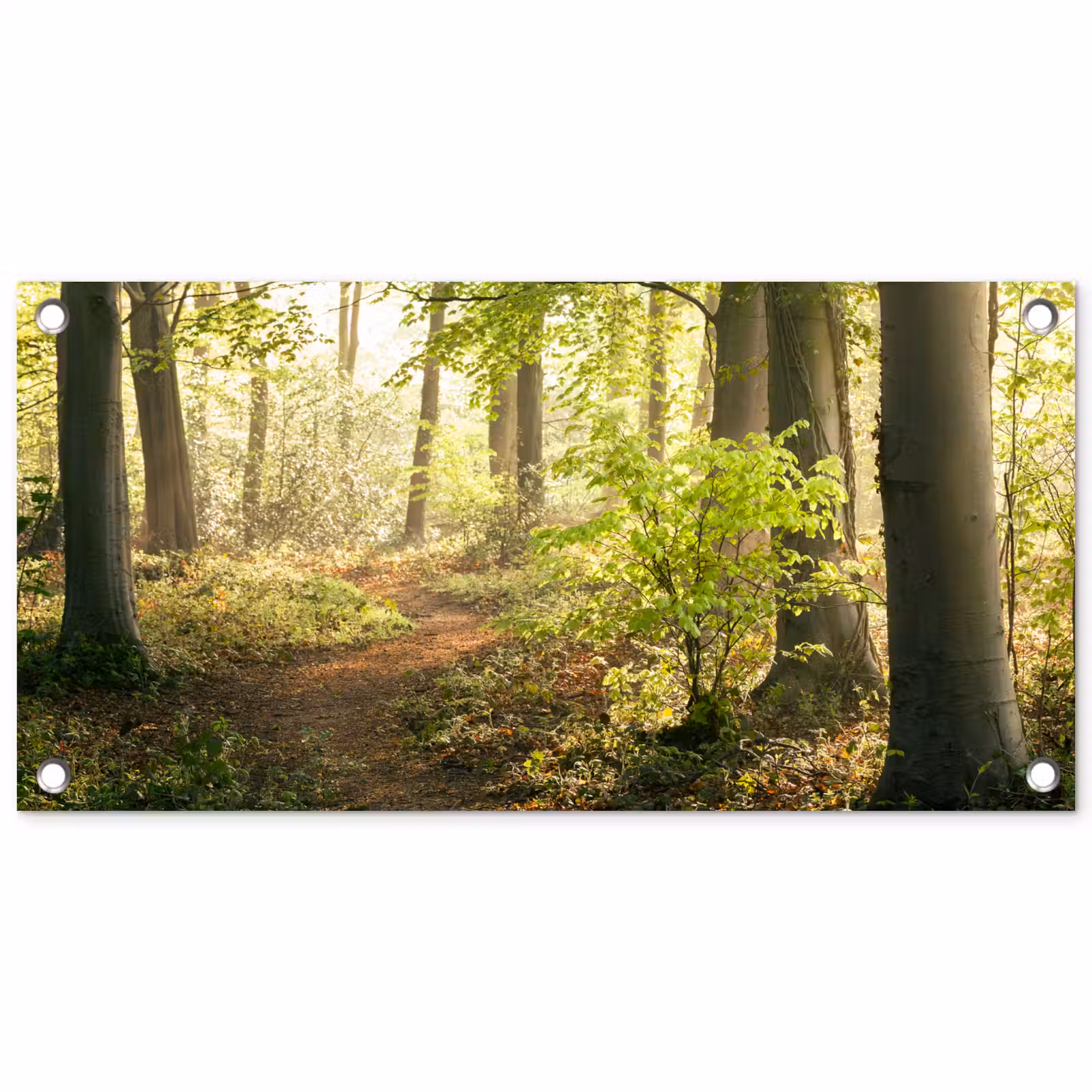 Tuinposter - Bospad bij zonsopgang — 1