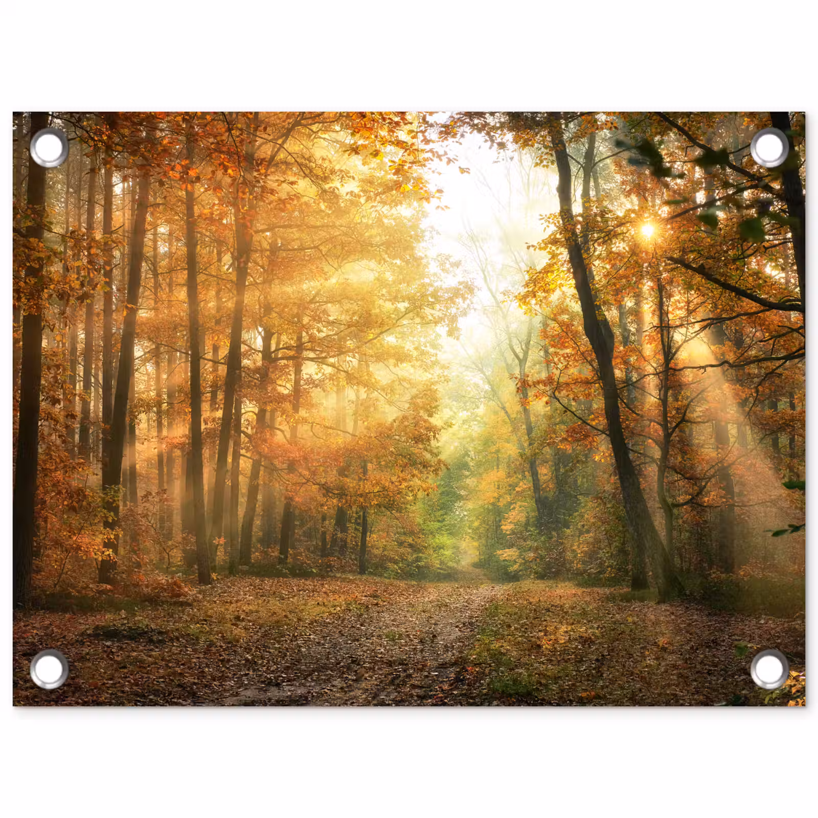 Tuinposter - Herfstbos in gouden zonlicht — 1