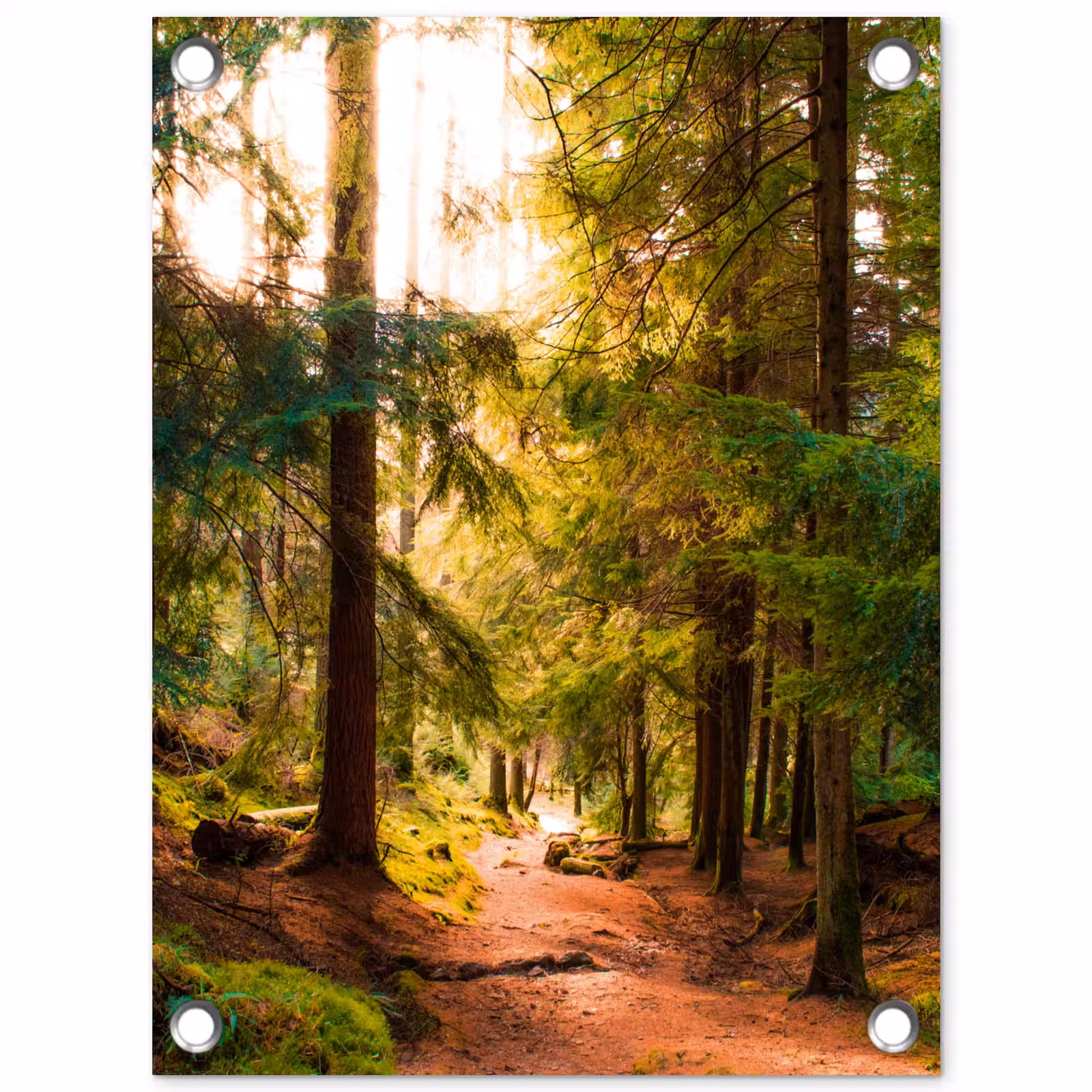 Tuinposter - Mossig bospad — 1