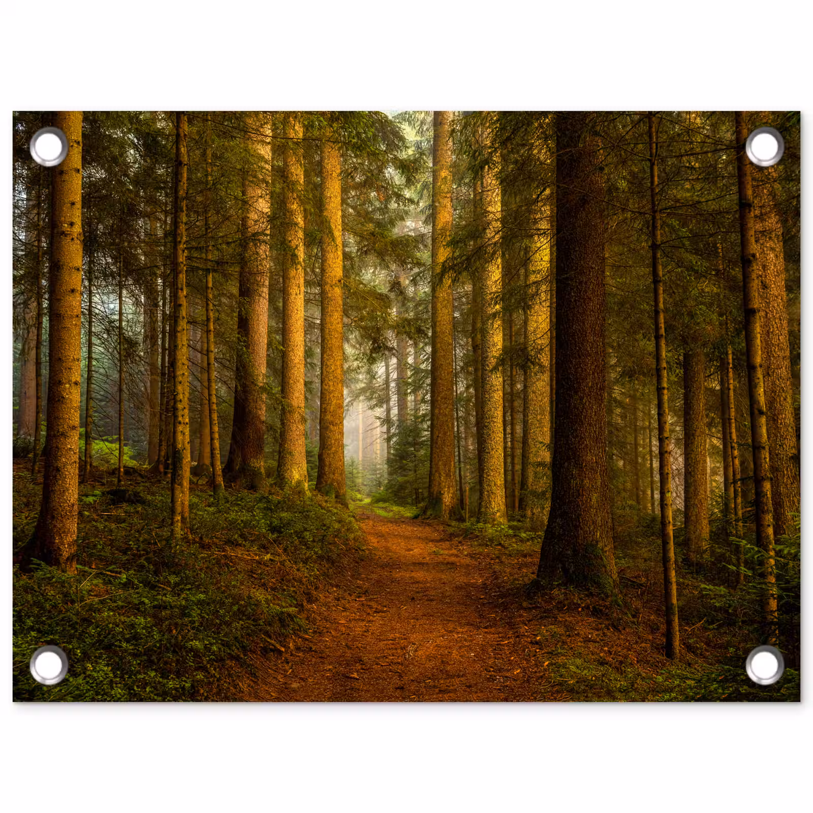 Tuinposter - Pad door majestueus dennenbos — 1