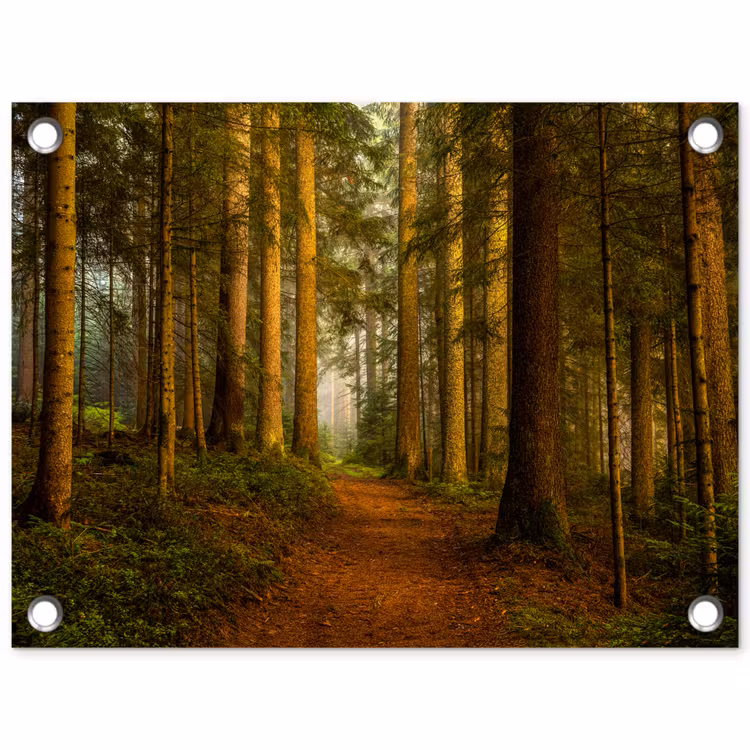 Tuinposter - Pad door majestueus dennenbos — 1