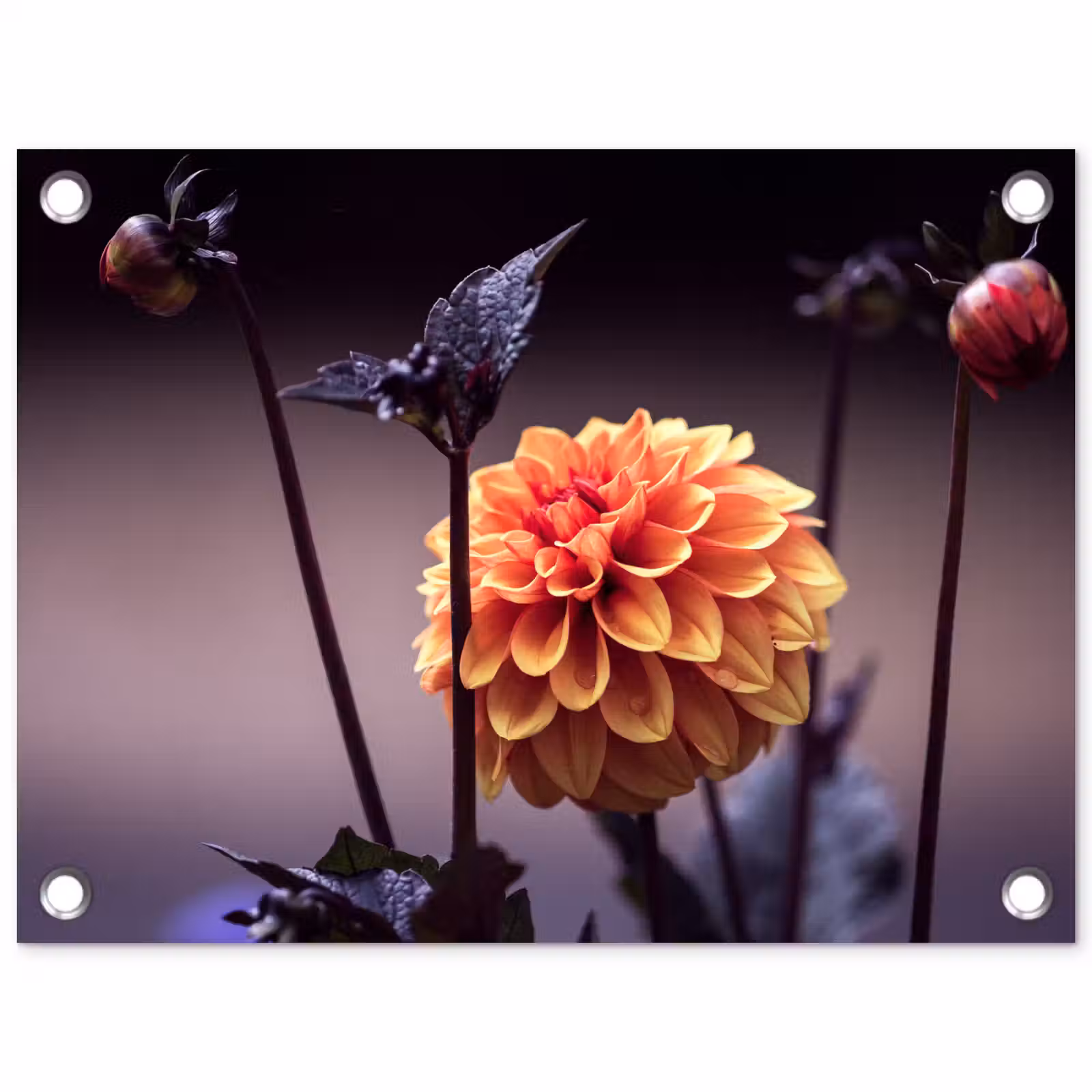 Tuinposter - Bloemen - Chrysant - Macro - Planten — 1