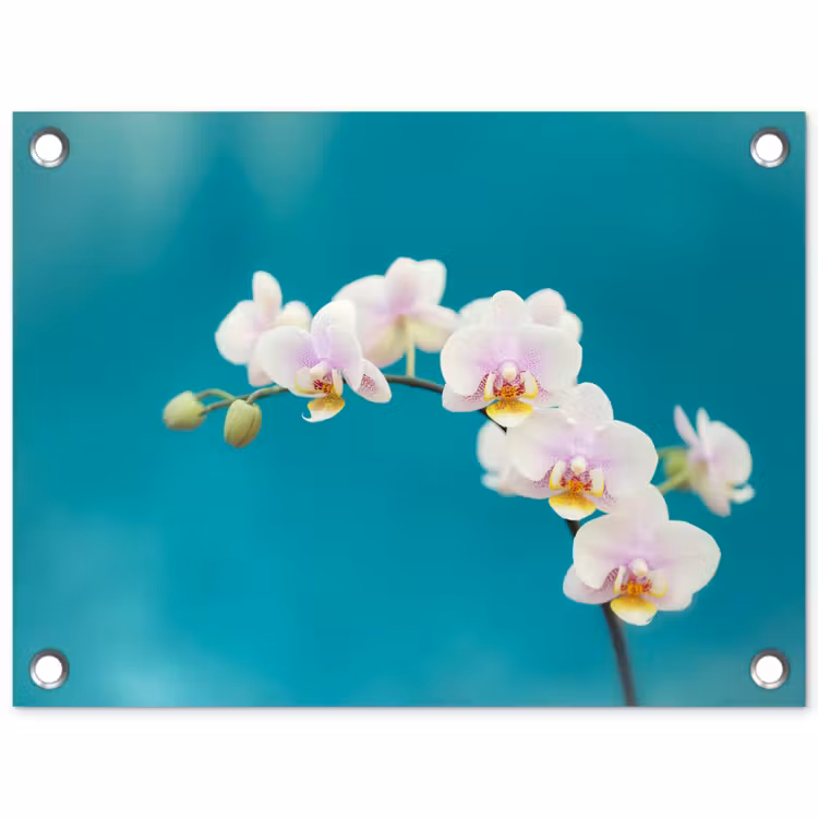 Tuinposter - Orchidee - Bloemen - Plant - Wit - Paars — 1