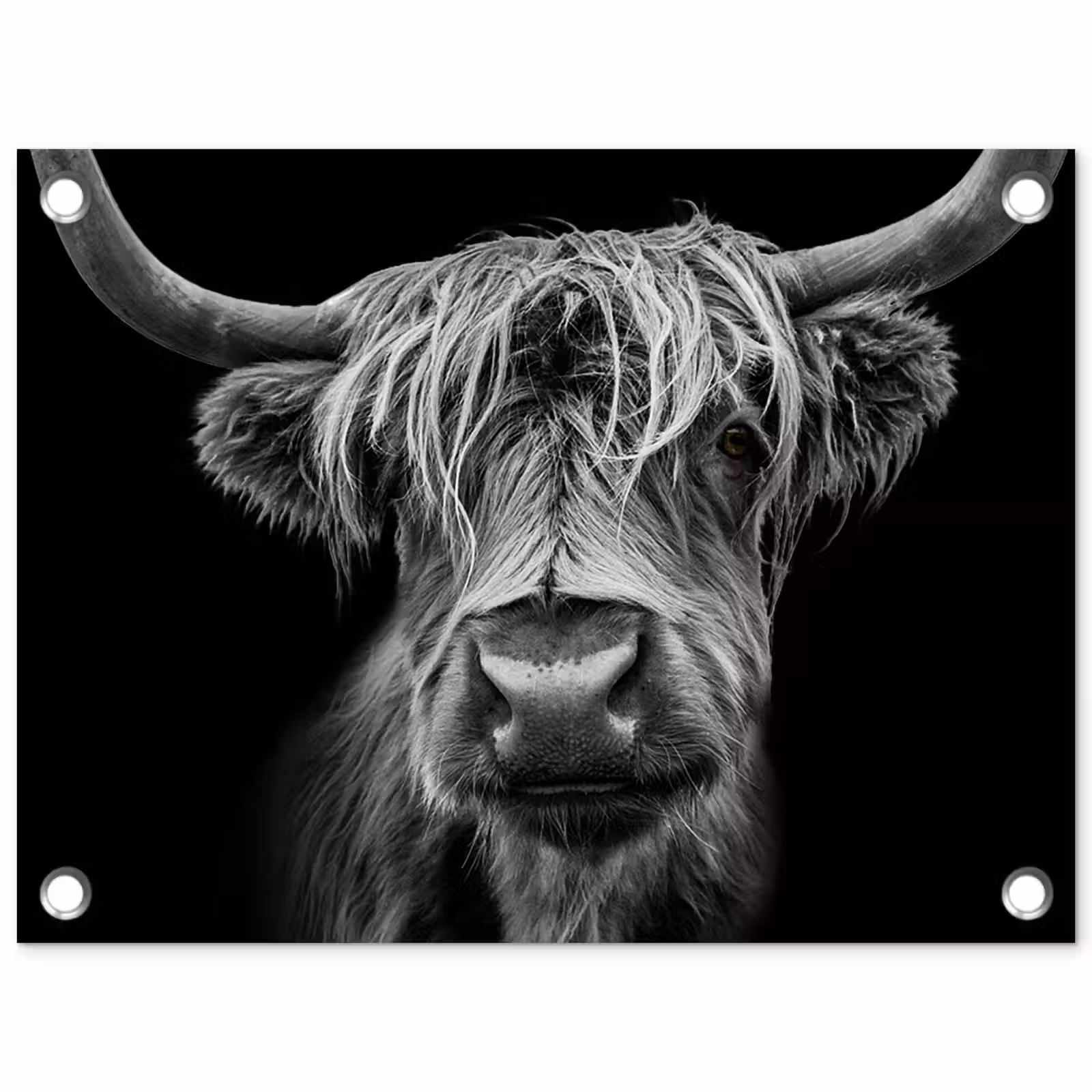 Tuinposter - Hooglander in Zwart-Wit — 1