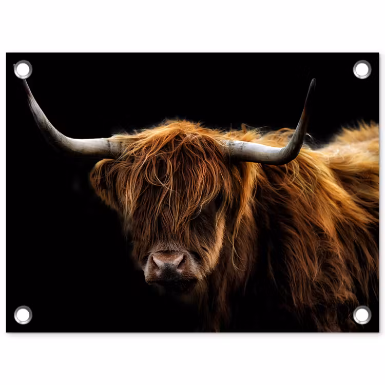 Tuinposter - Hooglander tegen Zwarte Achtergrond — 1